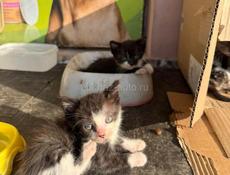 Котята ищут дом 