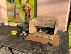Котята ищут дом 