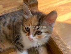 Отдам в добрые руки)