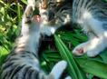 подарю котят