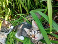 подарю котят