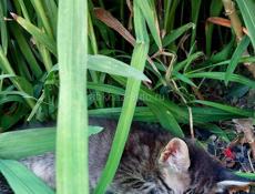 подарю котят