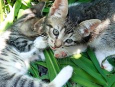 подарю котят