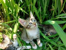 подарю котят