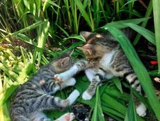 подарю котят