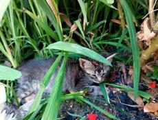 подарю котят