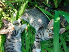 подарю котят