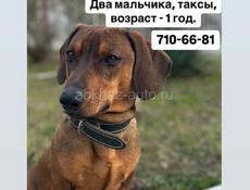 Отдам в добрые руки двух собак, породы «такса»