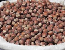 Фундук 🌰 