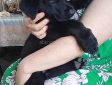 Немецкий овчарка 