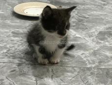 Отдам котят в добрые руки. 
