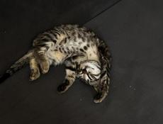 Котенок девочка 
