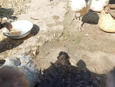 Продаются индюшата