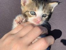 отдаю котят в хорошие руки - Сухум! 