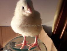 Выведу цыплят из вашего яйца для Вас