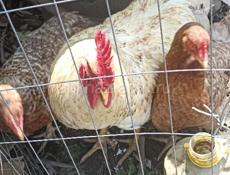 Продам породистого петуха 