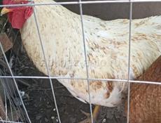 Продам породистого петуха 