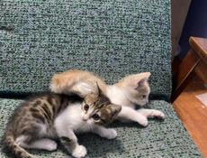 Котята в добрые руки! 