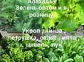 Зелень