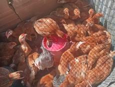 Продаются цыплята редбро возраст 1месяц 
