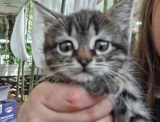 Отдаются котята в добрые руки, очень ласковые