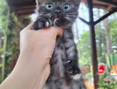 Отдаются котята в добрые руки, очень ласковые