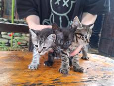 Отдаются котята в добрые руки, очень ласковые