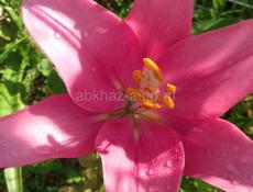 УАЗ Патриот