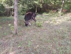 Молодняк в наличии 