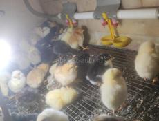 Продам цеплят суточные по 150 р если оптом от 30 шт то по 120 р отдам,