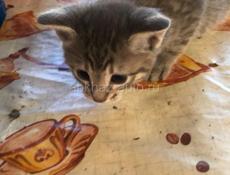 Отдаем котят в добрые руки 
