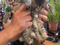 Отдаем котят в добрые руки 