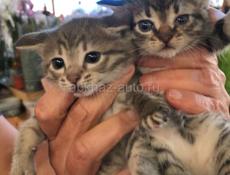 Отдаем котят в добрые руки 