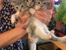 Отдаем котят в добрые руки 