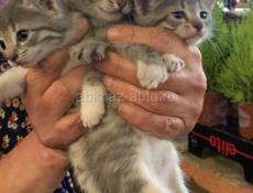 Отдаем котят в добрые руки 