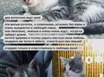 Два котенка ищут дом 