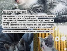 Два котенка ищут дом 