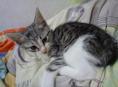 Котик