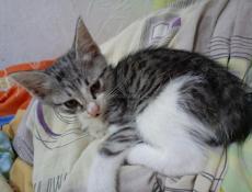 Котик