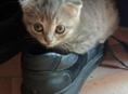 Котята вислоухие 
