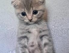 Котята вислоухие 