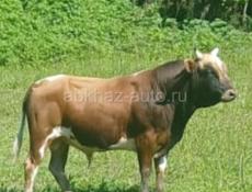 Продается бычок 