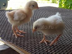 В продаже цеплята 