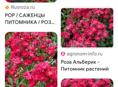 Синоп дом 