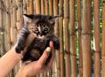 Отдам породистых сибирских котят бесплатно