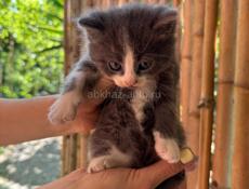Отдам породистых сибирских котят бесплатно