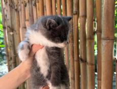 Отдам породистых сибирских котят бесплатно