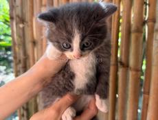 Отдам породистых сибирских котят бесплатно