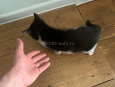 В добрые руки 