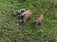 Продаются поросята 🐷